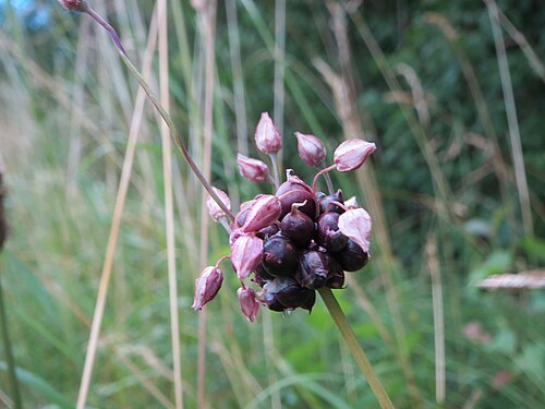 Sand leek: Schlangen-Lauch ( Allium scorodoprasum ) im Naturschutzgebiet Oder