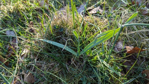 Sand leek (Allium scorodoprasum)