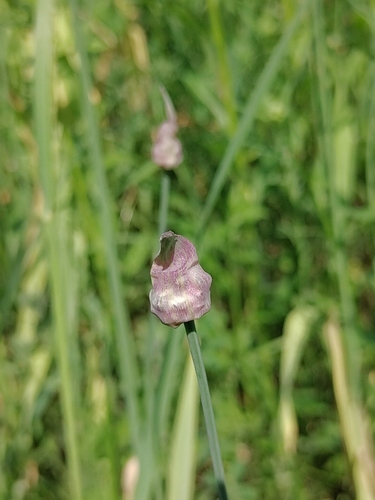 Sand leek (Allium scorodoprasum)