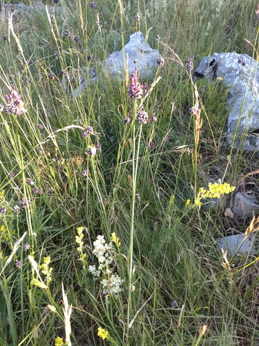Sand leek (Allium scorodoprasum)
