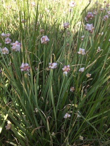 Allium scorzonerifolium (Allium scorzonerifolium)