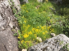 Allium scorzonerifolium (Allium scorzonerifolium)