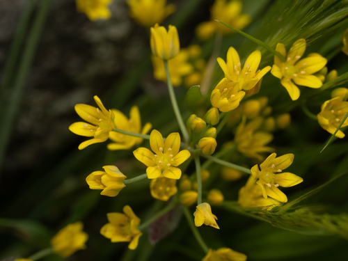 Allium scorzonerifolium (Allium scorzonerifolium)