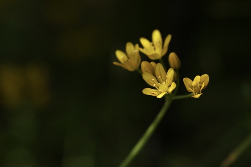 Allium scorzonerifolium (Allium scorzonerifolium)