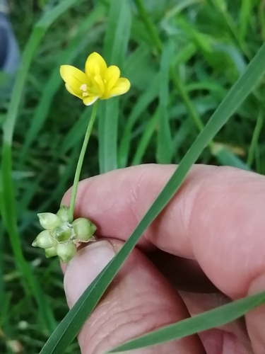 Allium scorzonerifolium (Allium scorzonerifolium)