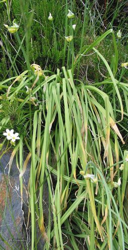 Allium scorzonerifolium (Allium scorzonerifolium)