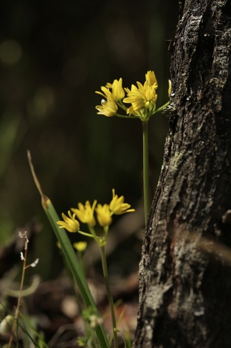 Allium scorzonerifolium (Allium scorzonerifolium)