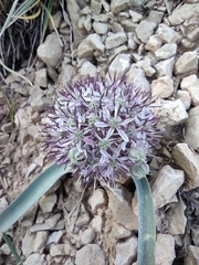 Allium scotostemon (Allium scotostemon)