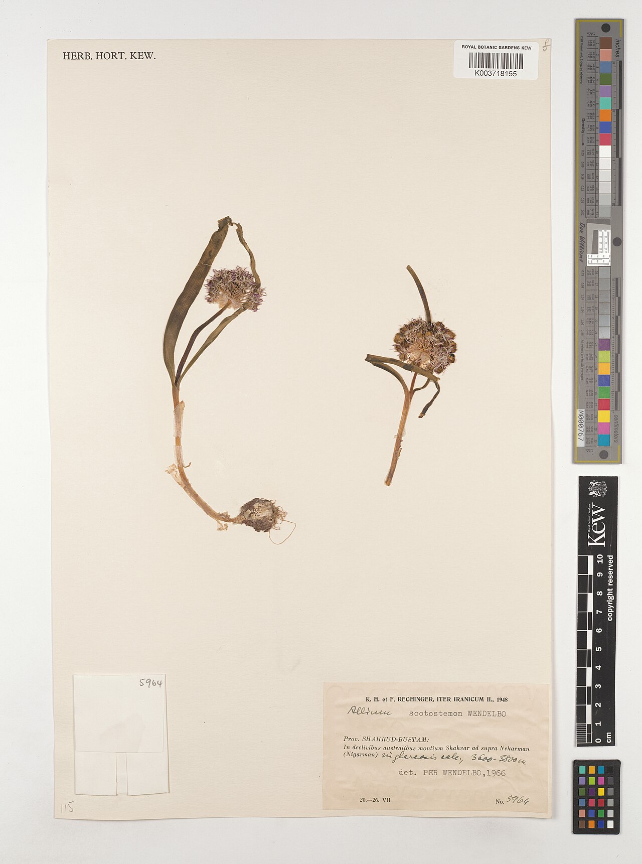 Allium scotostemon: Allium scotostemon — Herbarium specimen from Prov. Shahrud-Bustam, In declivibus australibus montium Shahvar ad supra Nekarman (Nigarman), Iran. Collected by Re