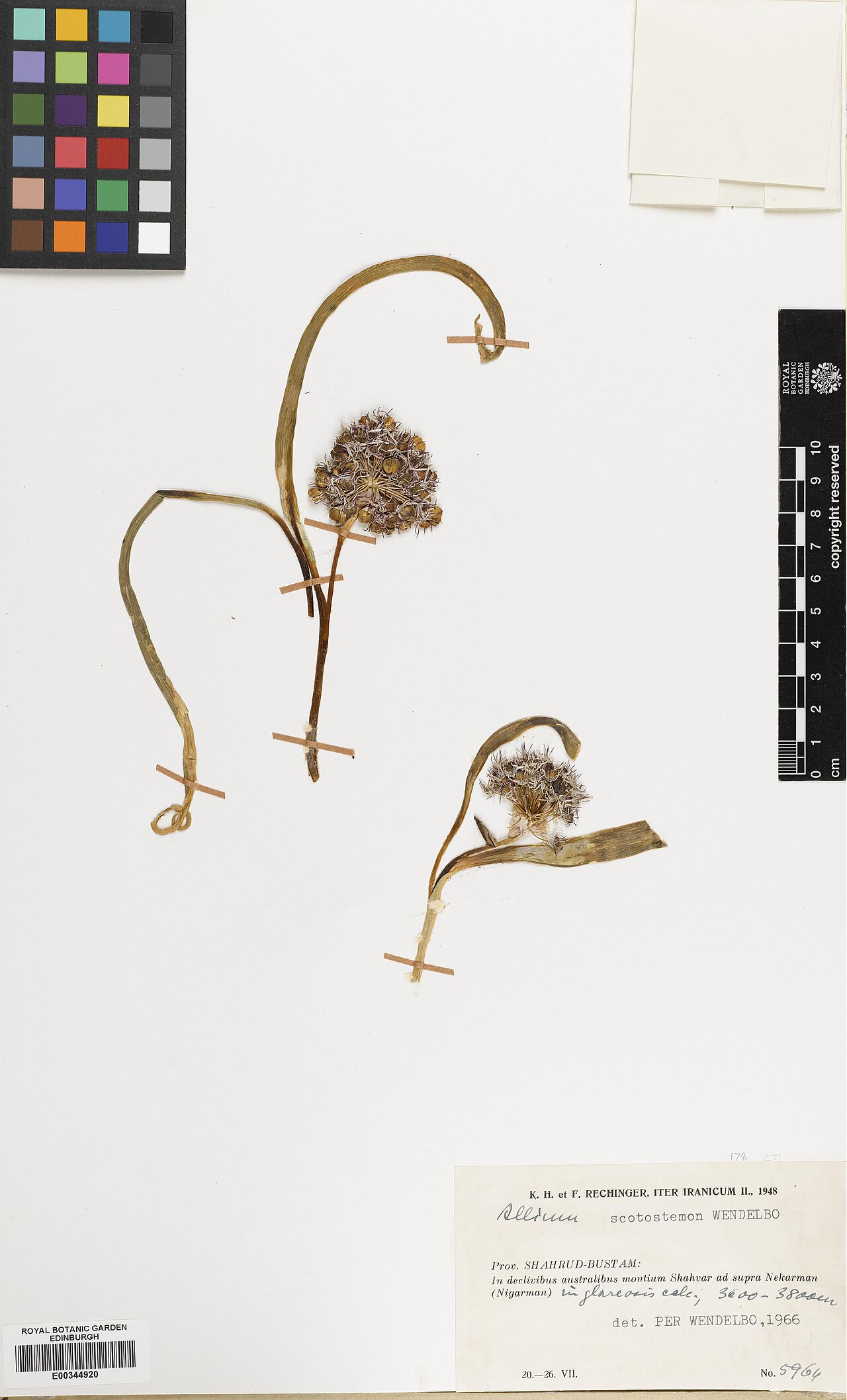 Allium scotostemon: Allium scotostemon — Herbarium specimen from Shahrud-Bustam, In declivibus australibus montium Shahvar ad supra Nekarman ( Nigarman), Iran. Collected by Reching