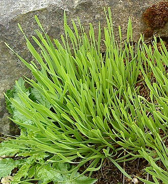 German garlic: German garlic (Allium senescens)