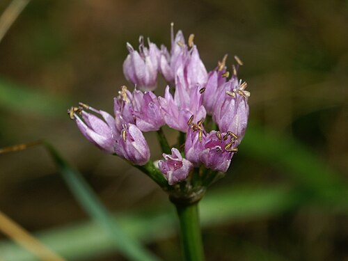 German garlic: Gorski luk v Podnanosu.