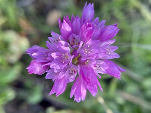 Jeweled onion (Allium serra)