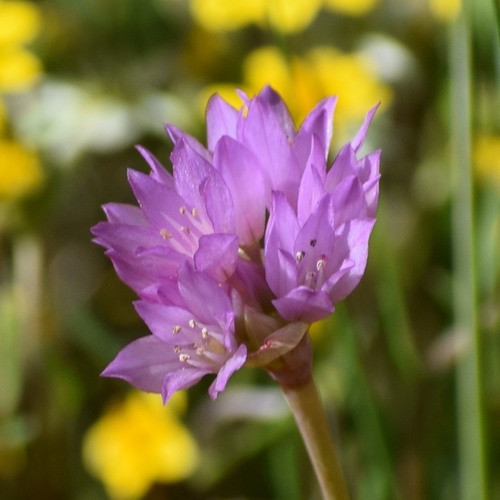Jeweled onion (Allium serra)