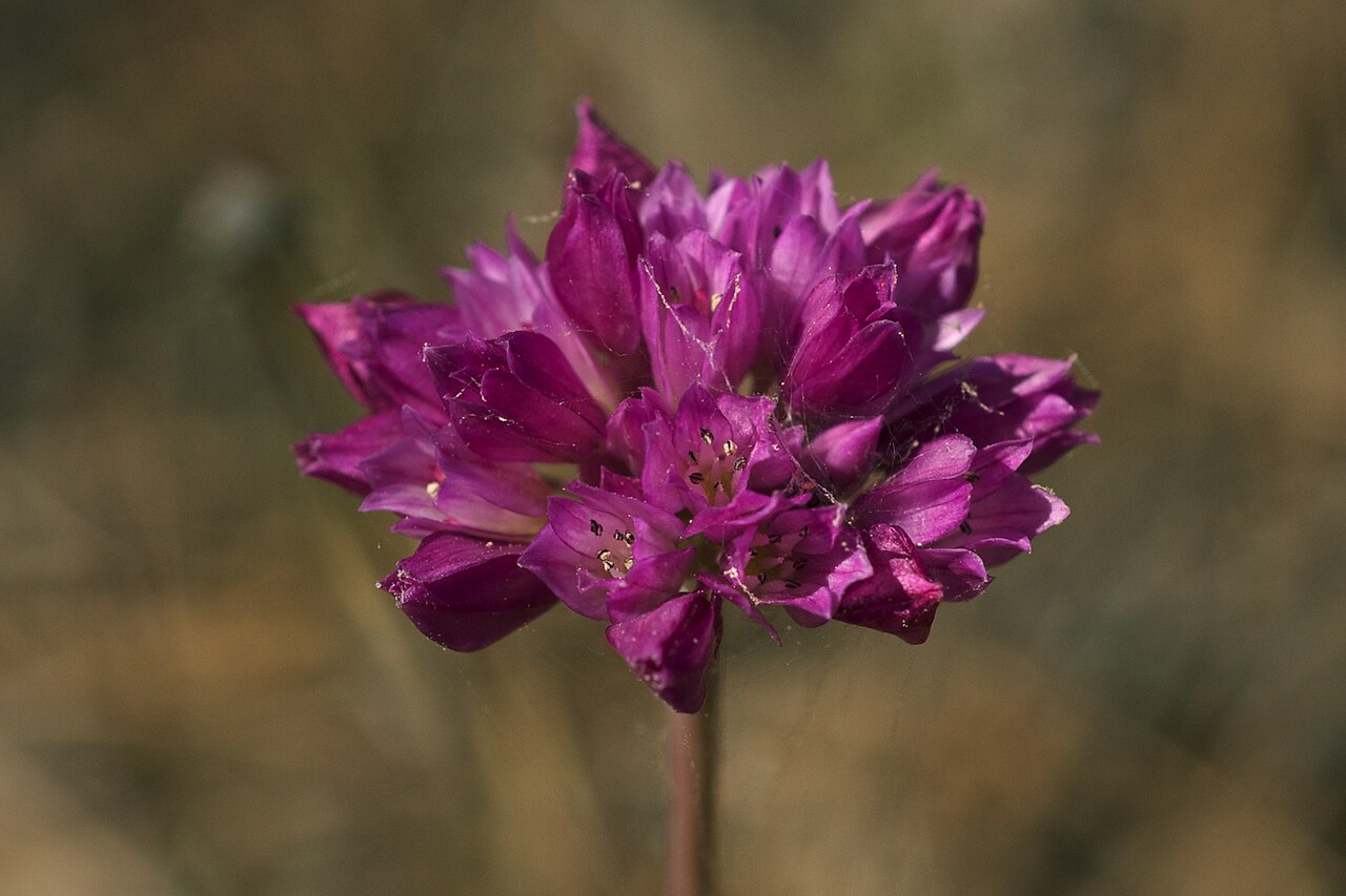 Jeweled onion: Allium serra Photographed off Brim Road, Colusa County, California. Endemic to Northern California.
