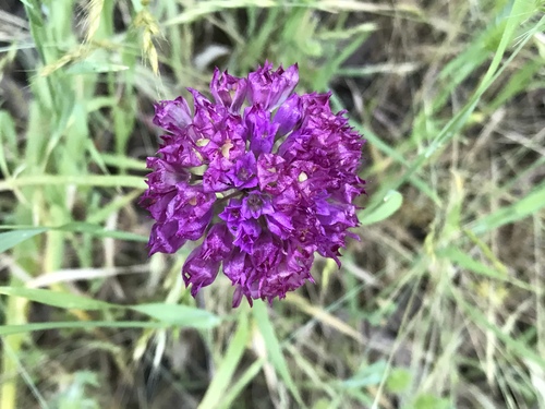 Jeweled onion (Allium serra)