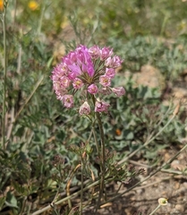 Jeweled onion (Allium serra)