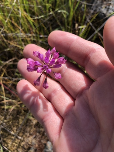 Jeweled onion (Allium serra)