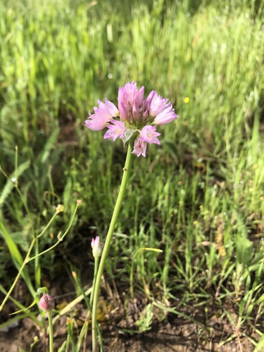 Jeweled onion (Allium serra)