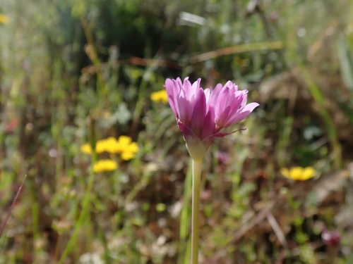 Jeweled onion (Allium serra)