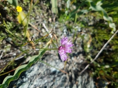 Jeweled onion (Allium serra)