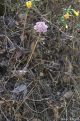 Jeweled onion (Allium serra)
