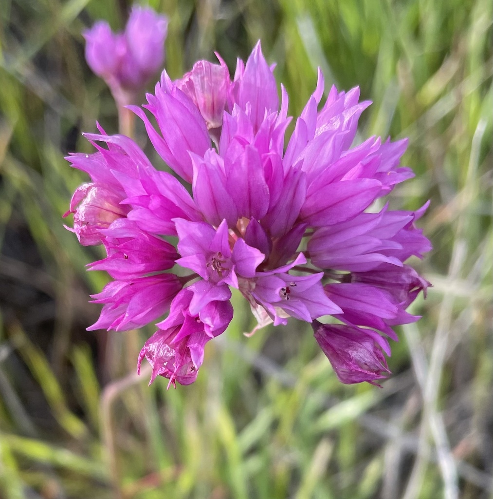Jeweled onion (Allium serra)