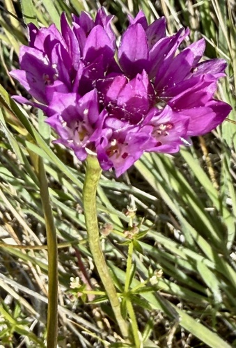 Jeweled onion (Allium serra)