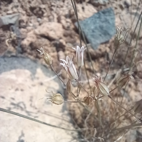 Allium setifolium (Allium setifolium)