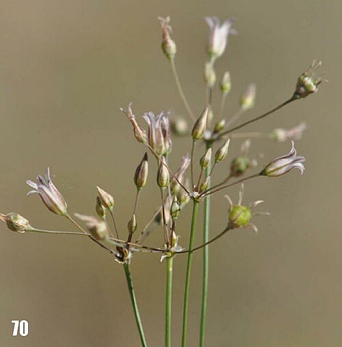 Allium setifolium: Allium setifolium