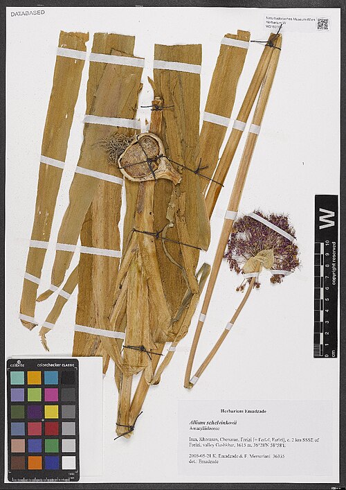Allium shelkovnikovii: Allium shelkovnikovii — Herbarium specimen from Khorasan, Chenaran, Freizi [= Ferīzī, Farīzī], c. 2 km SSSE of Freizi, valley Gushkhar, 1615 m, 36°28'N 58°58'E,