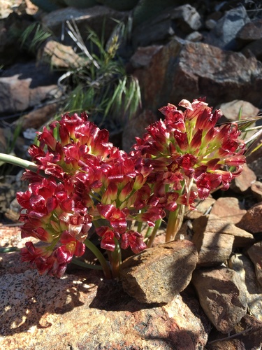 Spanish Needle onion (Allium shevockii)
