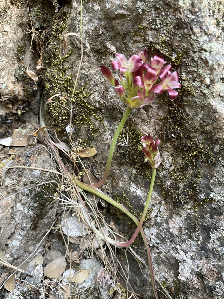 Spanish Needle onion (Allium shevockii)