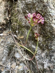 Spanish Needle onion (Allium shevockii)