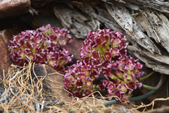 Spanish Needle onion (Allium shevockii)
