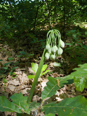Honey garlic (Allium siculum)