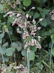 Honey garlic (Allium siculum)