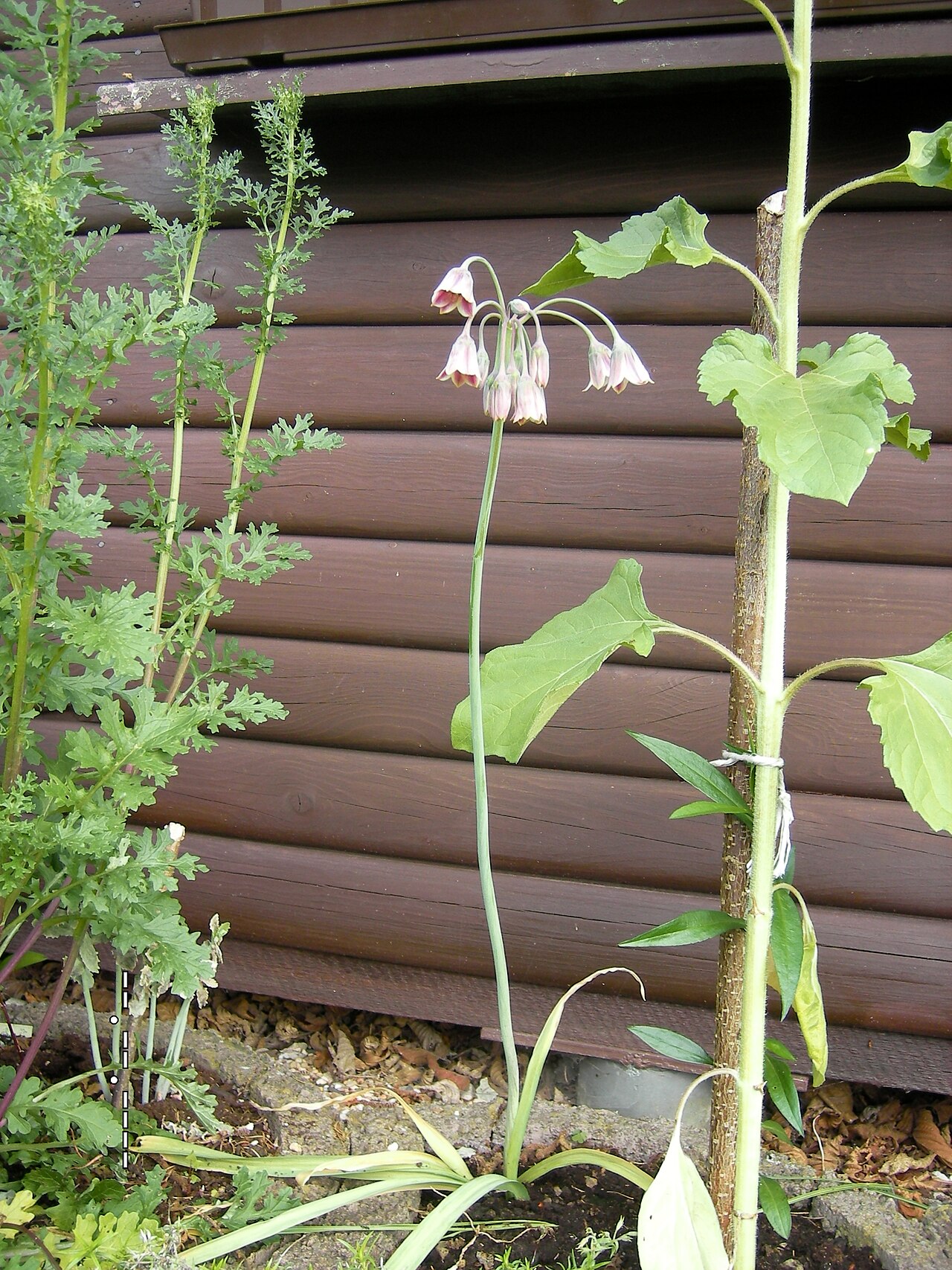 Honey garlic: (Kein Liliaceae ) Allium siculum bulgaricum