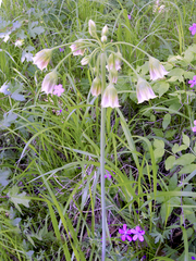 Honey garlic (Allium siculum)