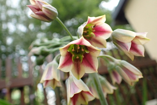Honey garlic (Allium siculum)