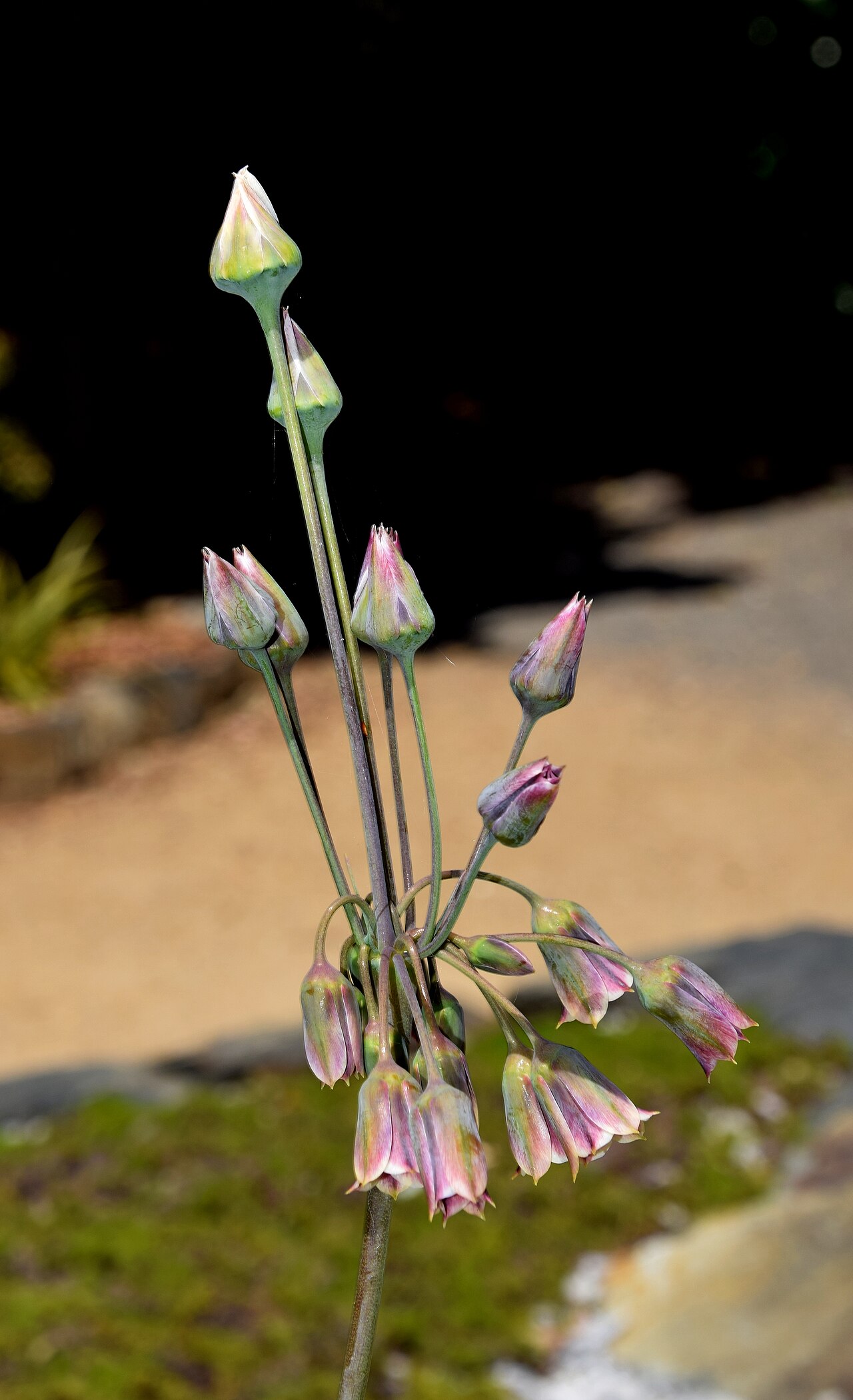 Honey garlic: Allium siculum in Dunedin Botanic Garden, Dunedin, New Zealand