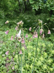 Honey garlic (Allium siculum)