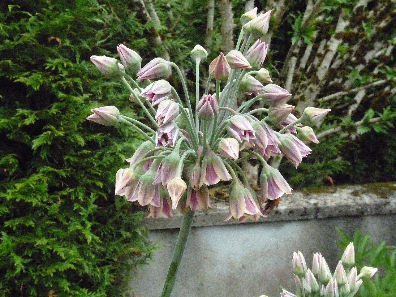 Honey garlic: Template:Allium siculum