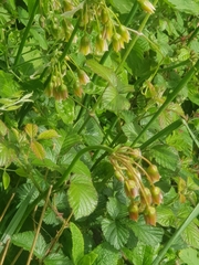 Honey garlic (Allium siculum)