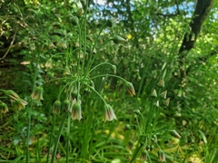 Honey garlic (Allium siculum)