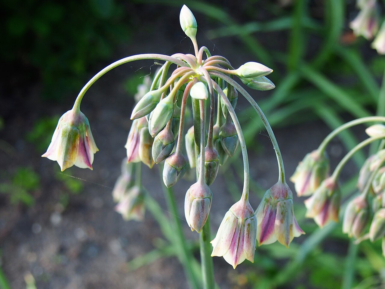 Honey garlic: Honeybells ( Allium siculum ) inflorescence, plant cultivated in Wrocław University Botanical Garden, Wrocław, Poland.