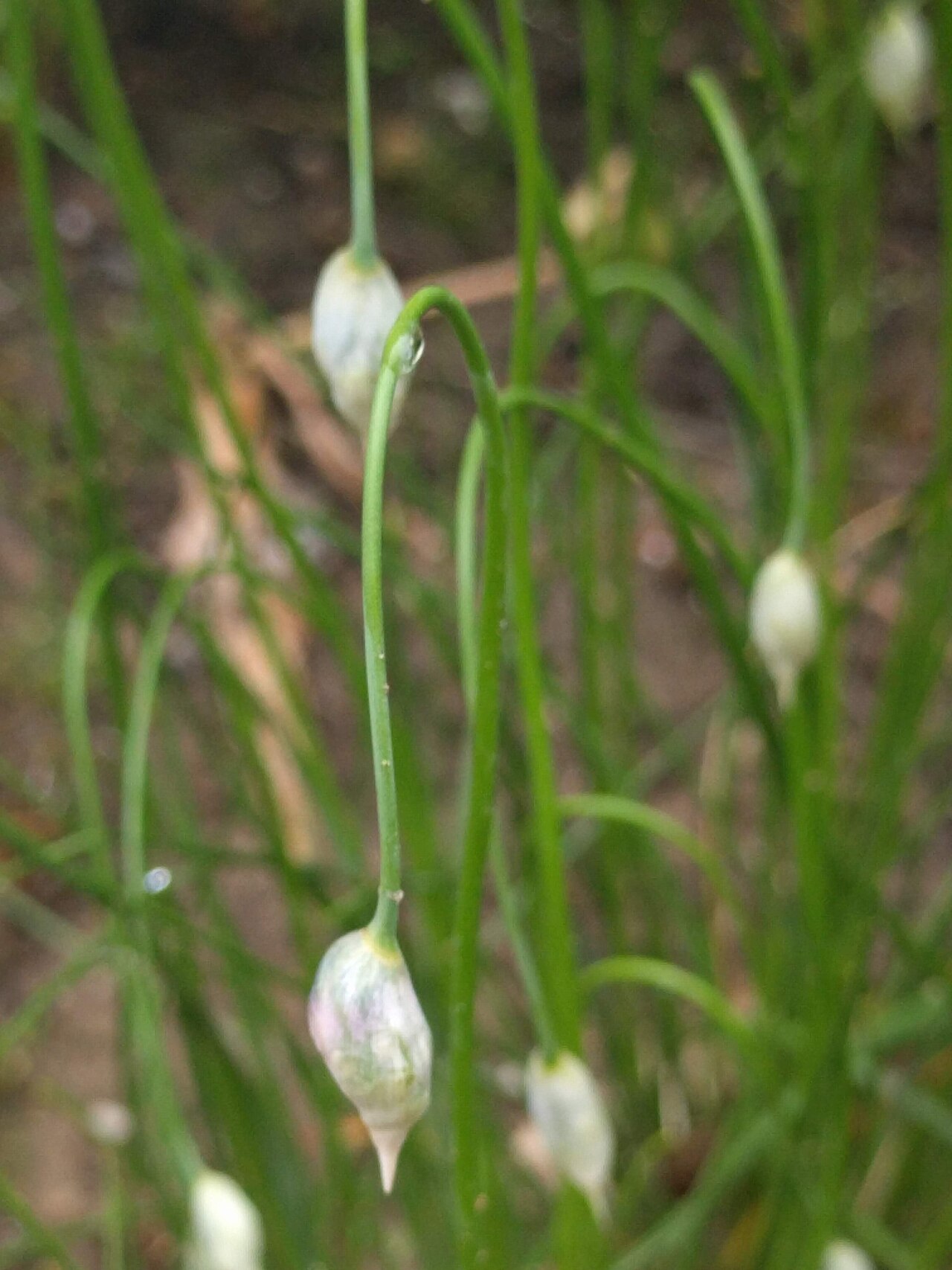 Allium sikkimense: Hortus botanicus Leiden