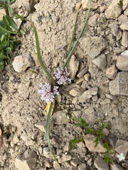 Simil onion (Allium simillimum)