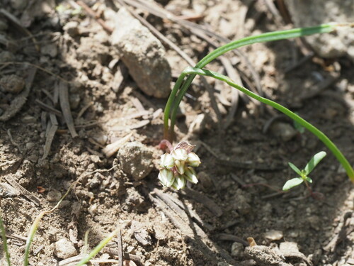 Simil onion (Allium simillimum)