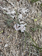 Simil onion (Allium simillimum)